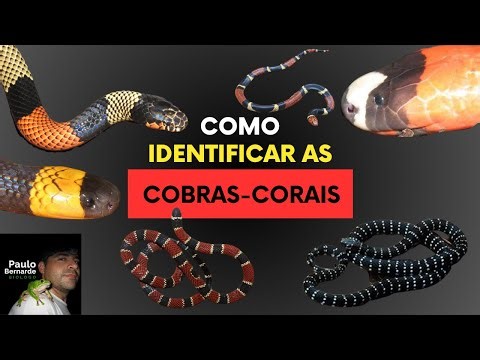 COMO IDENTIFICAR AS COBRAS-CORAIS