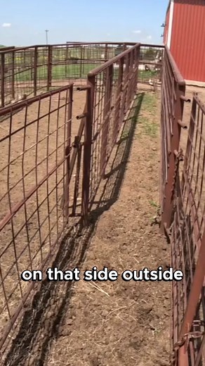 Calves loaded. Full video on our YouTube channel (link in bio) #bison #buffalo #oklahoma #regenerativeagriculture #ranchlife