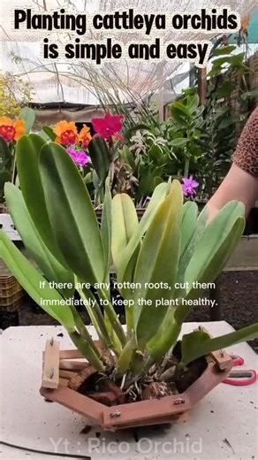 Simple way to grow lush cattleya orchids #cattleyaorchid #garden #shorts