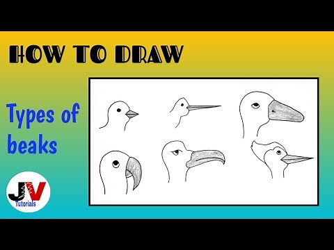 different types of beak drawing|how to draw bird beaks|draw different types of breaks of bird