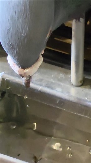 Water for racing team | #RacingPigeon | #Homer | #Kabutar