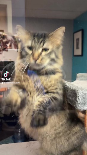 23K views · 651 reactions | Stray Rescue of St. Louis on Reels | Facebook