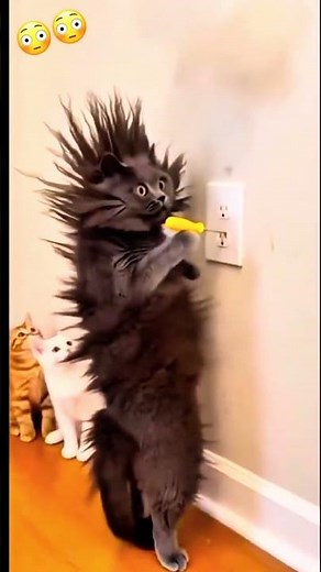 Billi ko shock laga #youtubeshorts