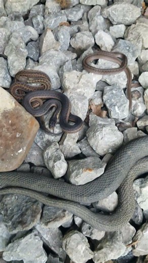 SNAKE BREAK BIG EASTERN WATER & 3 GARTER wild snakes under metal NYX NEIGHBORS #WILDLIFE