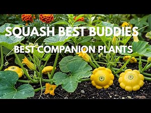 Squash Companion Plants For A Thriving Garden