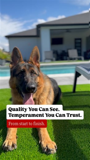 Quality You Can See. Temperament You Can Trust. 🖤 Elite German Shepherds Raised with Purpose 🐾 World-Class Bloodlines Direct descendants of titled German imports (IPO/IGP, VA-rated) Carefully selected for structure, health, and drive Proven lineage with exceptional genetics and temperament 🐾 Early Socialization & Exposure Raised in a family environment with daily handling Introduced to children, sounds, and safe public settings Confidence-building activities from the start 🐾 Balanced Tempera