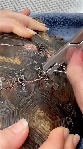 Bra Hook Shell Repair 😷 #goodtoknow #survivalhack #vet #medicine #tutorial #lifehacks #educational