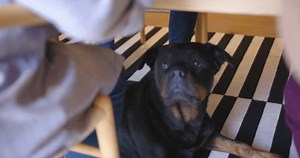 Happy pet dog under table with legs of owners sitting in kitchen, slow motion. Pets, domestic life and lifestyle, unaltered.