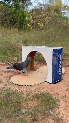 Caught Instantly! Smart Cardboard Box Trap Using a Deep Hole #youtubeshorts