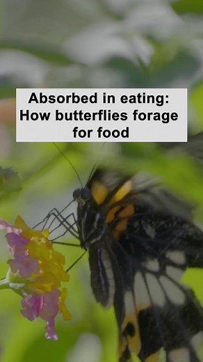 7.1K views · 38 reactions | Butterflies have a strong focus when eating. Once their long mouthparts detect the nectar, they mobilize their entire body for eating, becoming completely absorbed in their meal. #AnimalAdventure For more: https://english.cctv.com/ | CCTV | Facebook