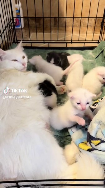 ✰ Ash ✰ on TikTok