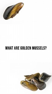 1.9K views · 15 reactions | Let’s slow the spread of the invasive golden mussel that can attach to hard surfaces and form colonies. Learn how to identify the destructive invader at https://water.ca.gov/What-We-Do/Recreation/Mussel-Mitigation | California Department of Water Resources | Facebook