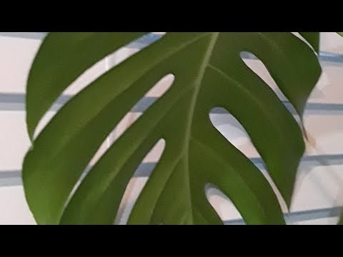 Live 🔴 Good morning Artemis ll🌚