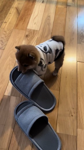 可愛い豆柴と一緒に楽しむ豆柴カフェ