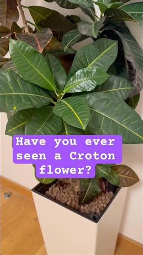 Wait… Crotons Have Flowers?! 😍🌿 💚 #houseplants #growingplants