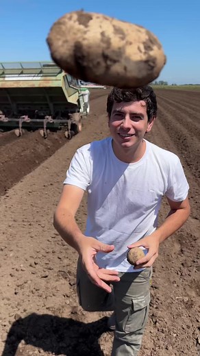 Siembra de Papas: Proceso Completo y Consejos