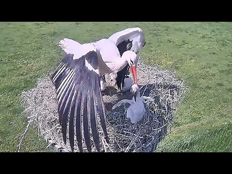 Mother THROWS OUT an Immature baby from nest | Stork bird | White Stork Nest | baby bird | nestwatch