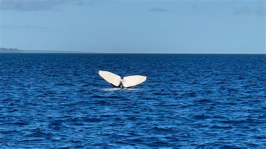 1K views · 2.5K reactions | Breaking News, on our way out this morning we came across Nala ; Hervey Bay’s Icon whale. Very privileged to see her again #thisisqueensland #visitfrasercoast #marinemecca #bluedolphintour #whalesherveybay | Blue Dolphin Marine Tours | Facebook