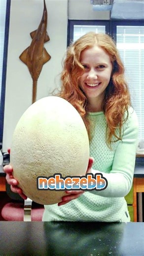 A legfurcsább tojások #animals