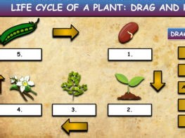 Life Cycle Of A Plant: Drag & Drop Worksheet: Google Slides. Powerpoint | Teaching Resources