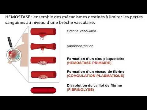 #Hemato 08.La physiologie de l’hémostase (Dr Abbadi)