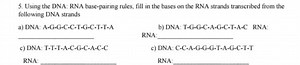 5. Using the DNA: RNA base-pairing rules, fill in the bases on ... | Filo