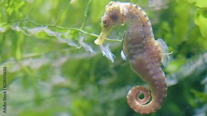 Beautiful seahorse swimming in water, hiding in seaweed ocen grass, relaxing and calm image, handheld close up shot