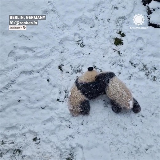 Snow day, panda style 🐼❄️ | AccuWeather