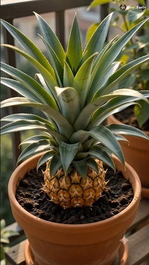 5 Easy Plants You Can Grow From Kitchen Seeds! 🌱🍍 | Home Gardening Hacks #shorts