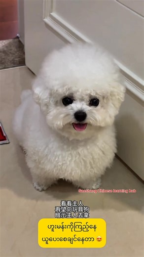 372K views · 9.9K reactions | Learning Chinese with cutie  #chineselanguagecourse #chineselanguage #foryou #fypage #petlovers #毛孩子 #fypageシ #pet #justforfun #cutebaby #cutebabyanimals #cats #catlovers #catlover #dogs #doglovers #dog #doglover | Gao Shang Chinese Learning Hub | Facebook