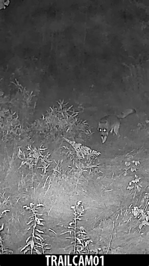 First, a rabbit appears. Moments later, a coyote enters the frame, clearly hunting. The sequence closes with another rabbit sighting. Hidden Field is typically a deer-only location, so this was a dramatic surprise! Location: Hidden Field Camera: Browning Dark Ops Pro DCL Nano Dates: 09/20/25 – 09/23/25 Species: Rabbit, Coyote Behaviors: Foraging, hunting, passing through #TrailCamShorts #Coyote #Rabbit #PredatorVsPrey #BackyardWildlife #TrailCamReel #browningtrailcameras | Backyard Wildlife Main