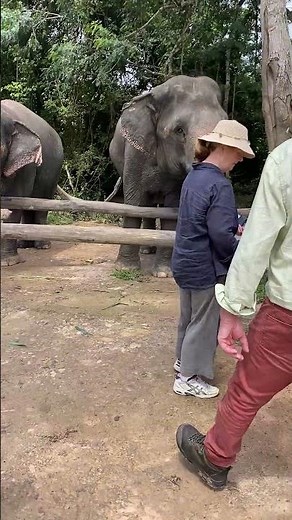 The Secret Life of Asian Elephants | Why These Gentle Giants Are the Heart of Our Ecosystem