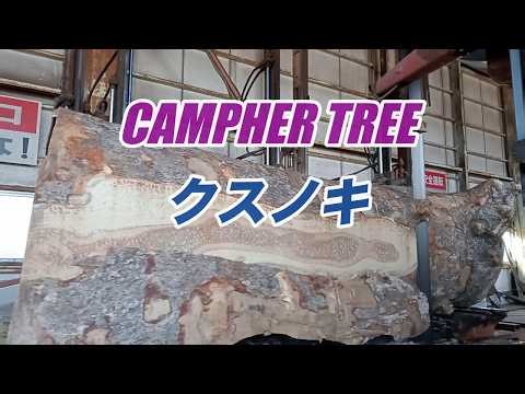 長めのクスノキ製材・LONG CAMPHER TREE