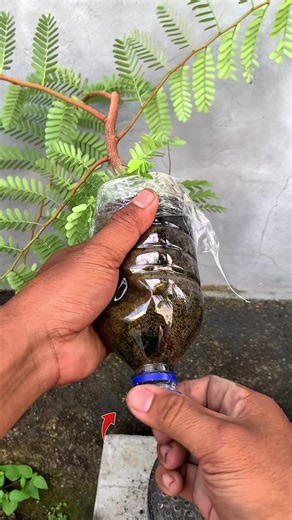 Tamarind Tree Cultivation Results and Insights
