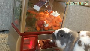 When your bunny is addicted to arcade games... | Bini the Bunny