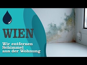Wie kann man dauerhaft Schimmel in der Wohnung entfernen?
