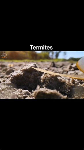 Termites, #animals #wildanimals #documentary #survival #wildlife