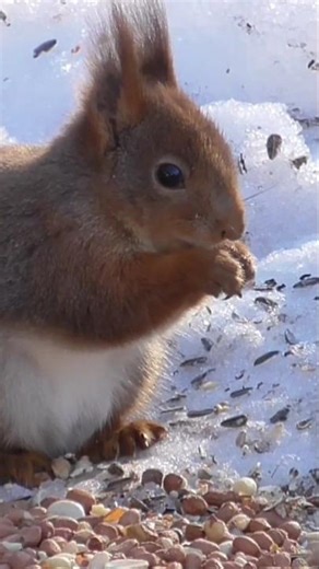 SQUIRREL AND BULLFINCH, EKORN OG DOMPAP. NORWAY NORGE. MARS 23