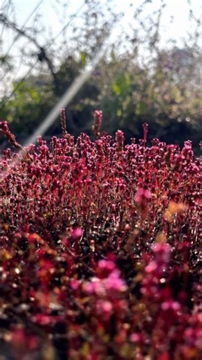 December 31, 2025village_life_1116 The genus Calluna was formerly included in Erica