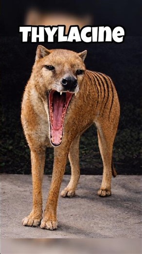 extinct animals caught on camera #shorts # #animals