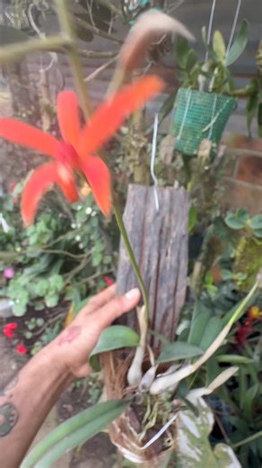 Cattleya cinnabarina y antes era Laelia y uno acostumbrado a decirle así, es una especie originaria de Brasil | Kevin Freddy Toledo Vivanco