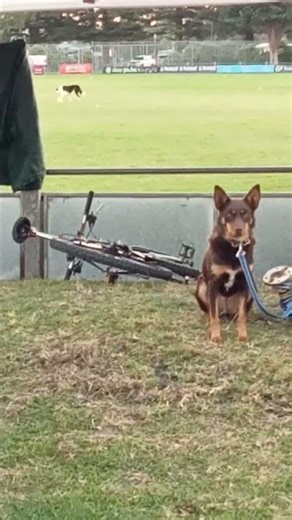 Kelpie at the sheepdog trials#sheepdogtrials#dogs#kelpie#australia#aussiesdoingthings