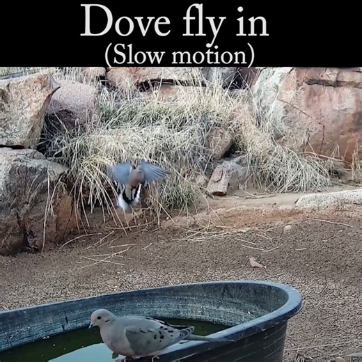 Dove flying in with slow motion #birds #dove #wildlife