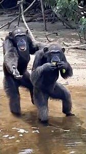 Day in the life at our chimpanzee rescue #rescue #wildliferescue