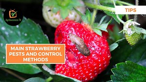 Tips: Main strawberry pests and control methods