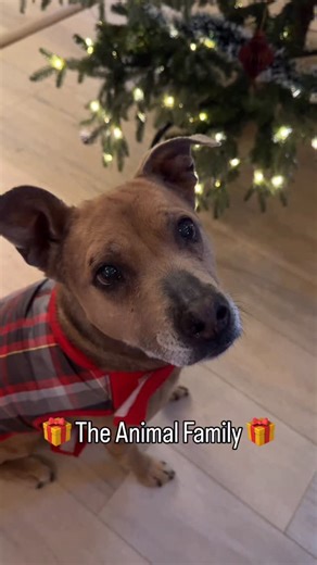 Jo Steel on Instagram: "Merry Chrtistmas and Happy Holidays from mine to yours! (All 12 of them!). It’s the best 12 Days of Christmas with this lot 🥹"