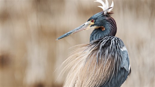 How low will it go? Naples will get its cooler weather for New Year's