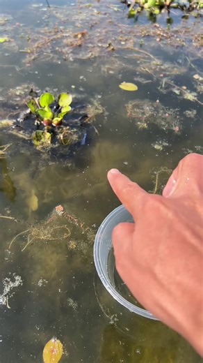 How To Fishing And Catching Betta Fish! | wild betta fish