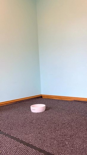 3.3K views · 93 reactions | I just love training Zoe 殺 She’s still really young (20 weeks), so while I want to develop her thinking ability, I also want to really set her up for success and minimise any potential frustration! This exercise was perfect for her! She understood the goal, and releasing her to food just in front of the bowl made her think about getting back in it by moving backwards  | Emily Anderson | Facebook