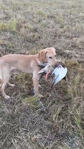 STARTED POINTING LAB